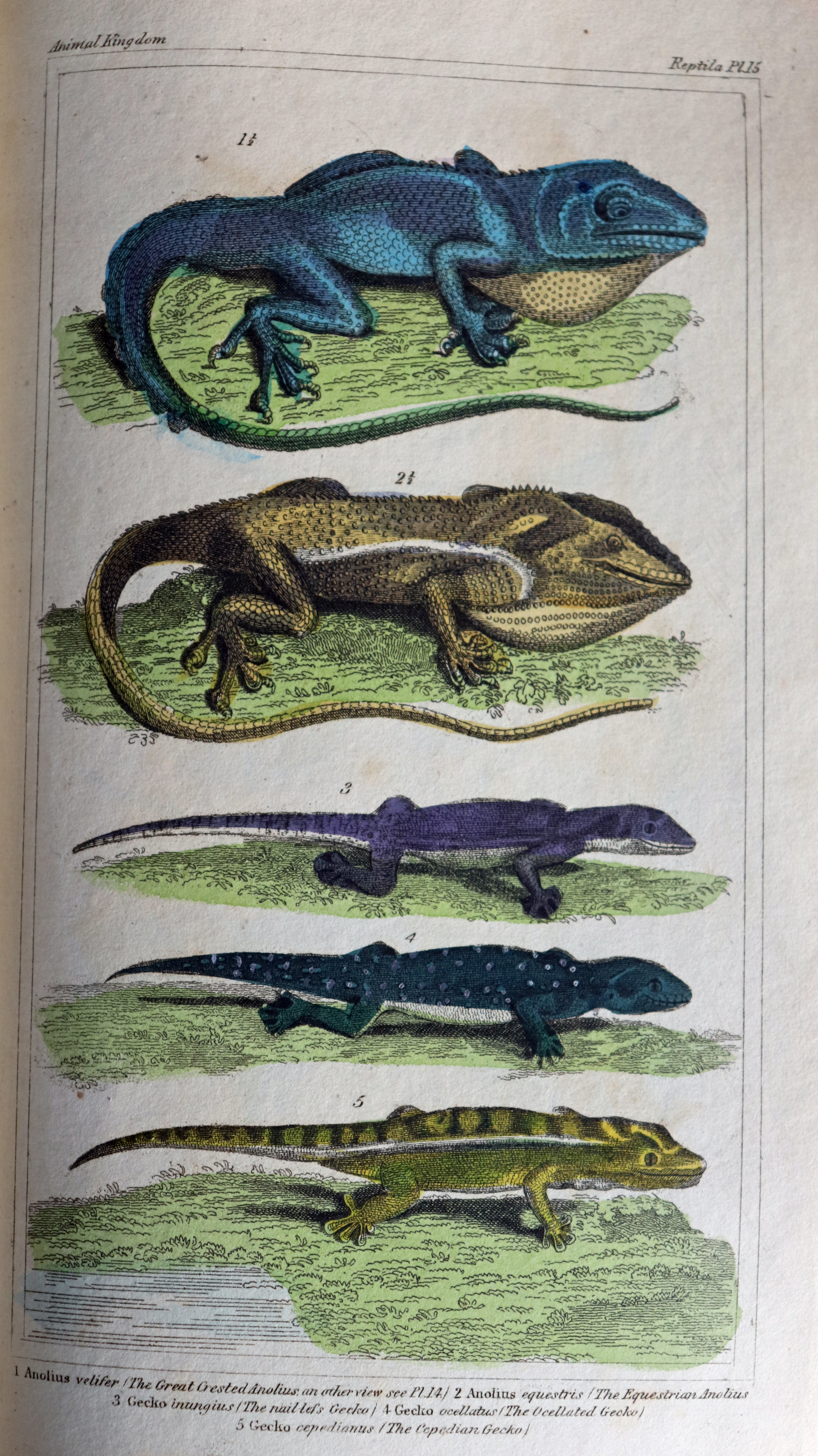 zoology library archive image - Cuvier Lizards: Plate 15. Colour plate depicting two species of iguana and three species of gecko.  Plate 19. Colour plate of Ophryessa superciliosa (Diving lizard) and Lyriocephalus margaritaceus (Hump nosed lizard) accompanied by line drawings of some of their features.