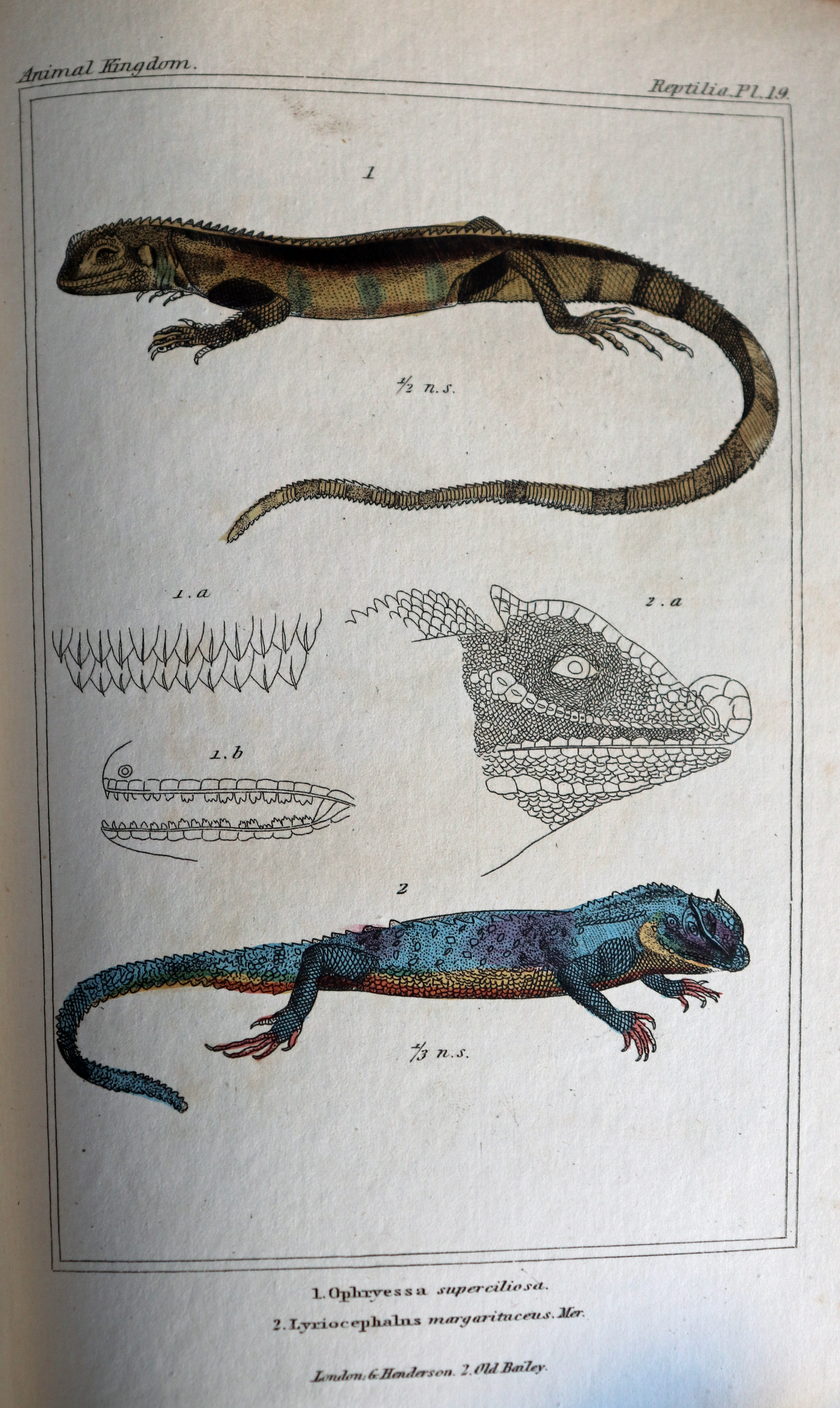 zoology library archive image - Cuvier Lizards
