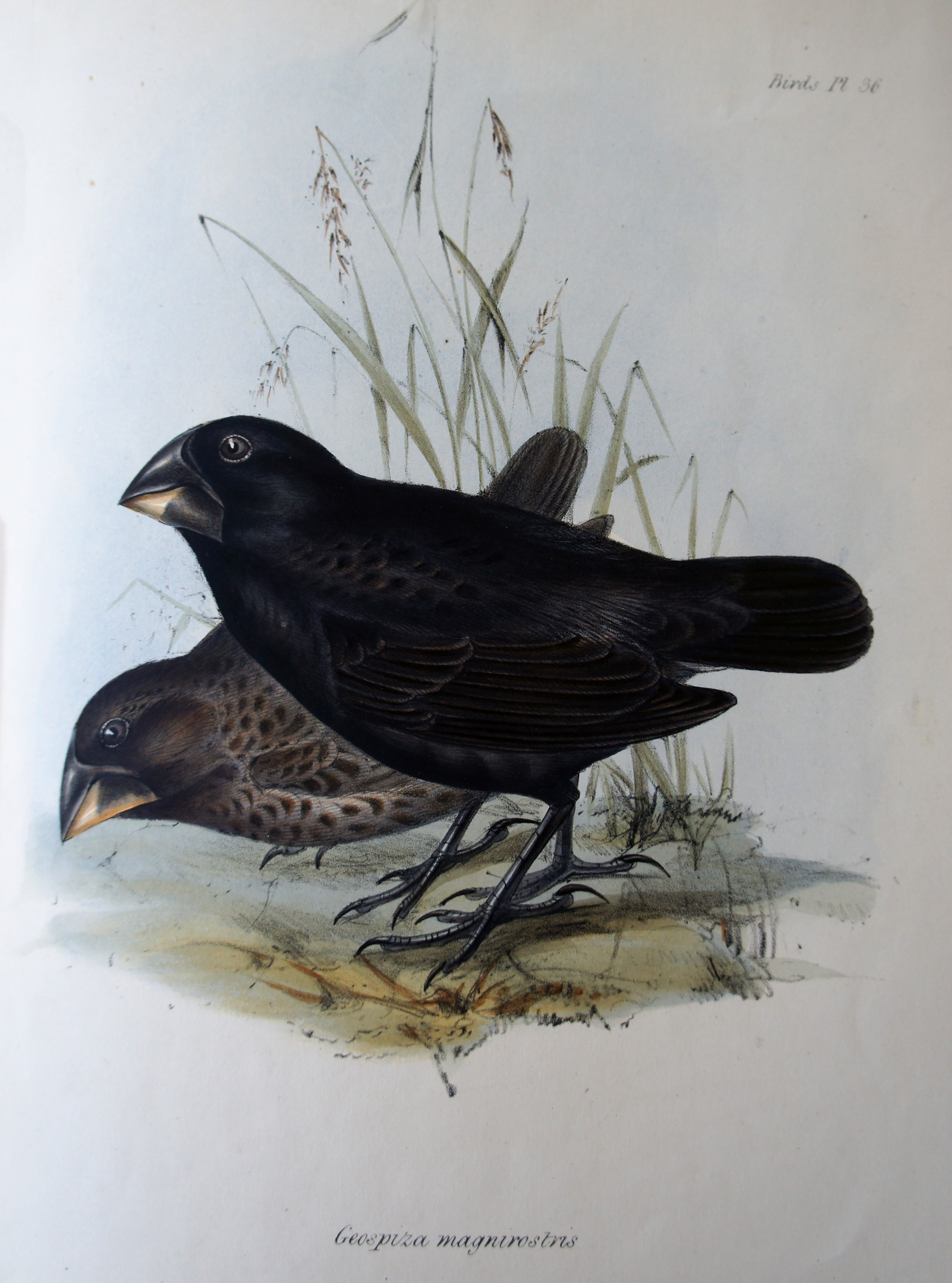Zoology library archive image: Plate 36: Geospiza magnirostris [Large ground finch]