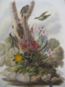  Photo: water colour paintings of African and Indian birds and scenes by Christopher Webb Smith (1796-1871)