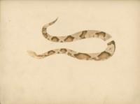 Endless Forms: Charles Darwin, Natural Science and the Visual Arts. shape of the copperhead snake
