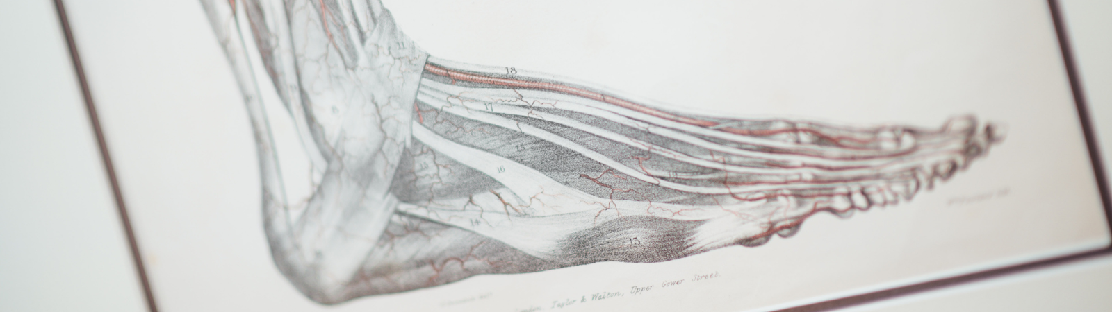 Close up of anatomical drawing of the human foot