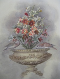 Oriental ornithology by Sir Charles D'Oyly and Christopher Webb Smith